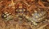 Fertilized tortoise eggs