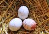 Quality Fresh and fertile parrots eggs and parrots for sale