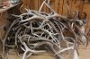 Red Deer Antlers For Sale