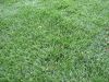 Искусственная &amp; синтетическая трава