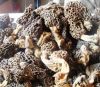 morchella vulgaris или гриб guchi