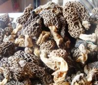 Morchella Vulgaris или гриб Guchi