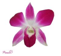 Высушенная орхидея от Таиланда