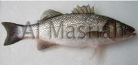 Европейский Seabass (dicentrarchus Labrax)