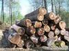 Black Walnut Logs