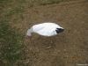 Feeder Snow Goose Decoys