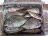 Frozen North Atlantic Scup / Porgies / Bream $2.10lb