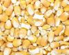 Maize | Maize Exporter | Corn Grain Seller | Maize Buyer | Bulk Maize Grain Importer | Corn bean Buyer | Corn bean Wholesaler | Corn Grain Manufacturer | Best Quality Corn Grain | Cheap Maize Supplier | Low Price Corn | Yellow Corn | White Cron | Baby Mai