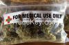 medical herb