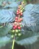 Organic coffee beans