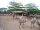 Aditya Emu Farm