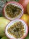 Moya Farm Passion Fruit Grower Supplier