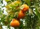 Lu Xi Orange Planting Base