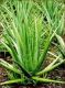 Aloe Vera Guemez