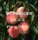 Zhucheng Shunwang sweet Peach Production Professional Cooperative