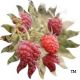 Raspberry deLight Farms