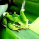 Green Tea Frog