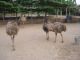 Aditya Emu Farm