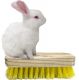 White Rabbit Detergents