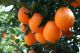 Shuifeng Fruits Co., Ltd
