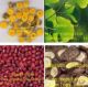 Qingyuan Xinzhou Organic Edible Fungus Products Co., Ltd