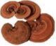 Shandong SISTER Ganoderma Farm