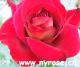 Nanyang Triangle Rose Import&Export Co. Ltd