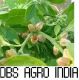 DBS AGRO INDIA