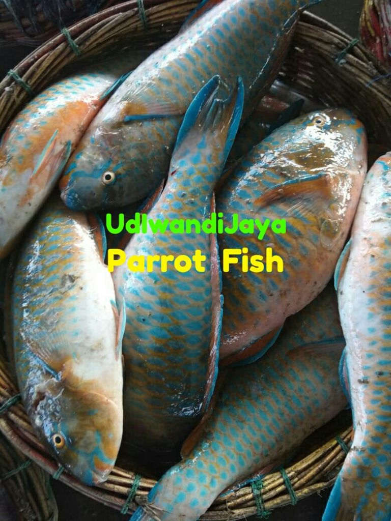 Fresh Chilled Parrot Fish