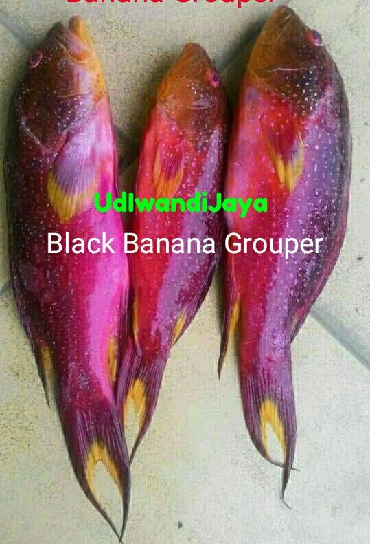 Fresh Chilled Black Banana Grouper