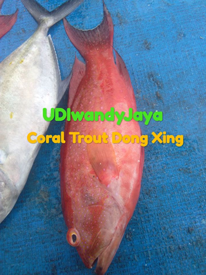Fresh Chilled Coral Trout - Dong Xing