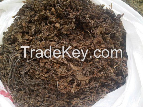 Dried Sargassum Seaweed: