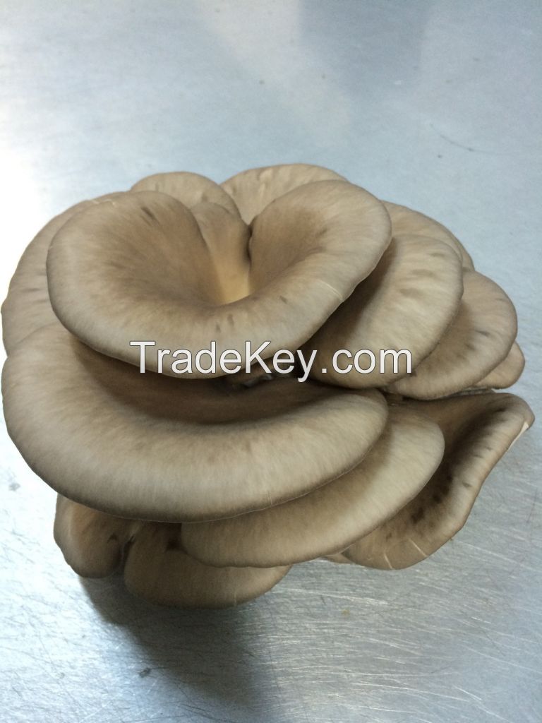 Oyster mushrooms