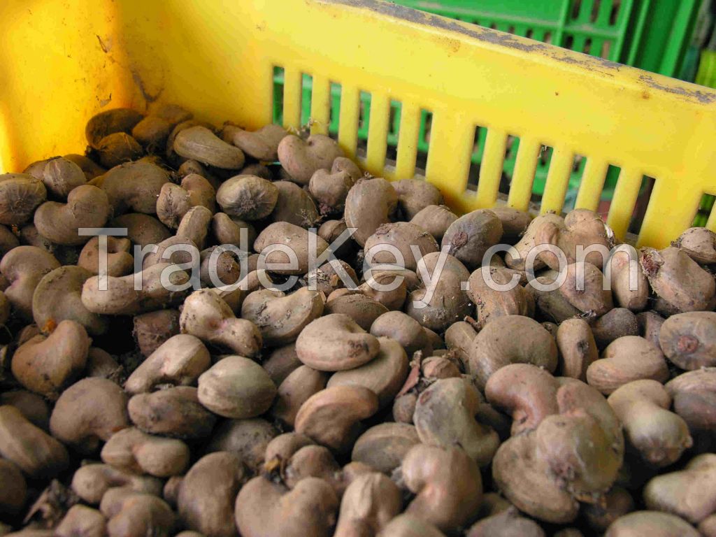 Raw Cashew Nuts