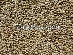 Sell Green Millet/Best quality/ competitive price