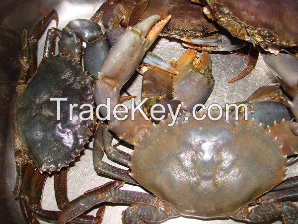 Sell Mud Crab/Best quality/ competitive price