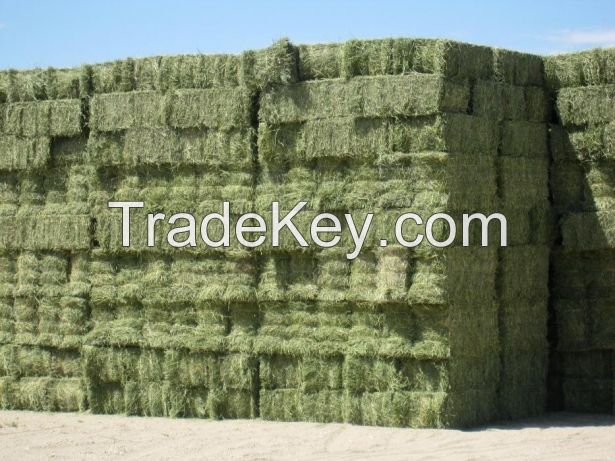 Bulk Supply Alfalfa Hay/Lucerne Hay /Best Quality and Clean/Sale with Lower Price