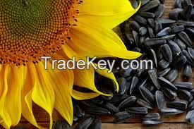 Sell Sunflower Seeds/Best quality