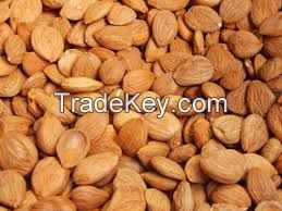 Apricot Seeds/Best quality/ competitive price /fast delivery time