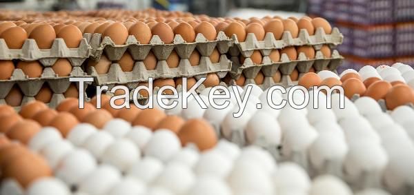 Chicken Eggs, Farm Fresh Chicken Egg, Fresh white shell eggs, Fresh brown shell eggs, Broiler chicken eggs