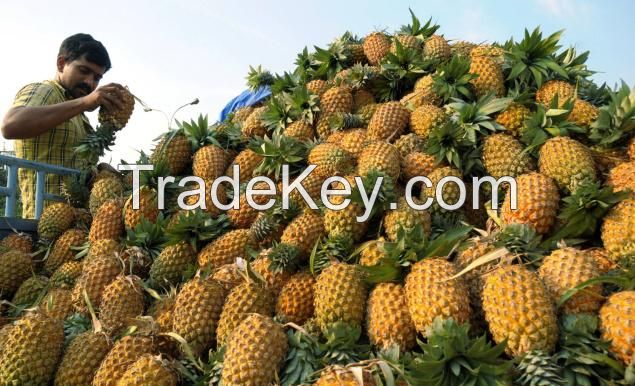 Fresh pineapples