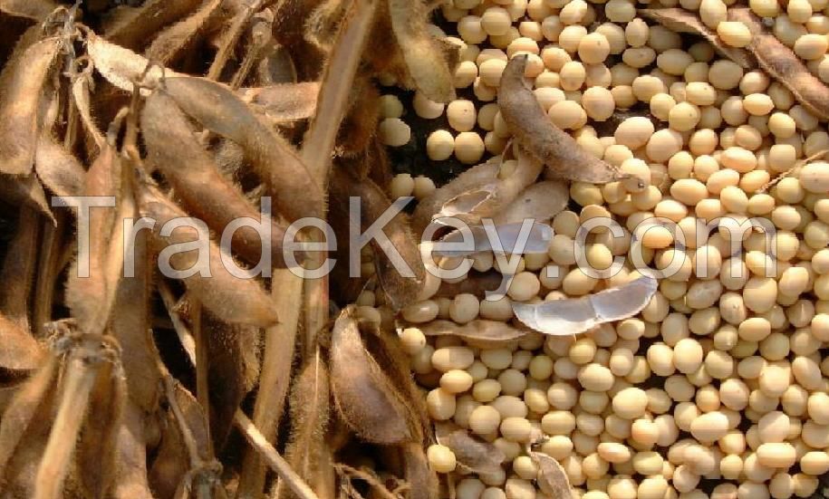 Soybeans