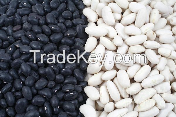 Red Speckled Kidney Beans, Dark Red Kidney Bean, Black, White and Red Kidney Beans