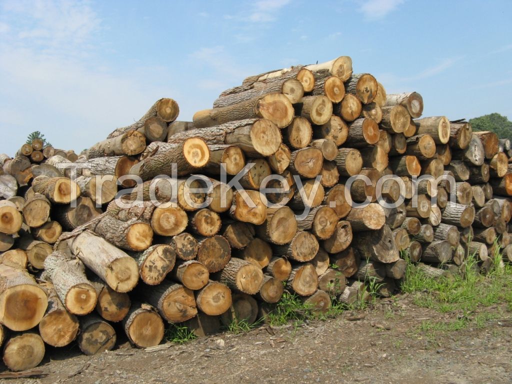 Pine, Spruce, Oak, Birch Logs