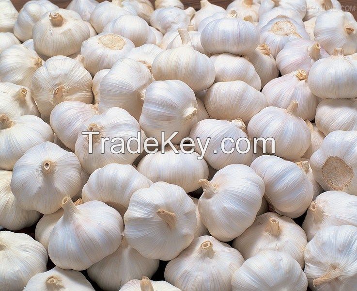 Fresh White Garlic for Hot Sale