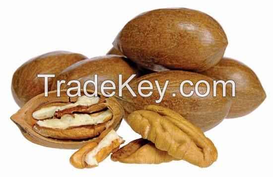pecan nuts for sale
