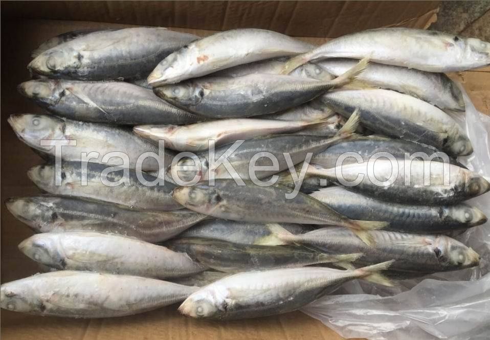 Whole Frozen Hardtail Fish And Frozen Horse Mackerel