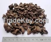 Palm Kernel Shel