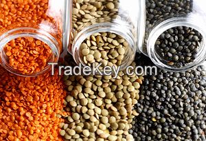 Red Lentils, Green Lentils, Yellow Pea, Brown Lentils, Chickpea, Mung Beans