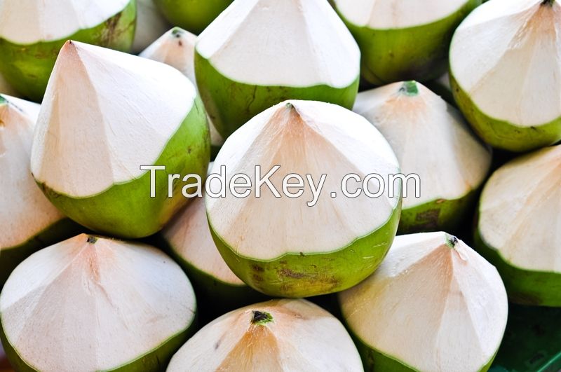 Fresh Young Coconut Drink, Can Coconut Drink, Milk Coconut Drink, Fresh Coconut Water